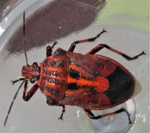 Afrius purpureus